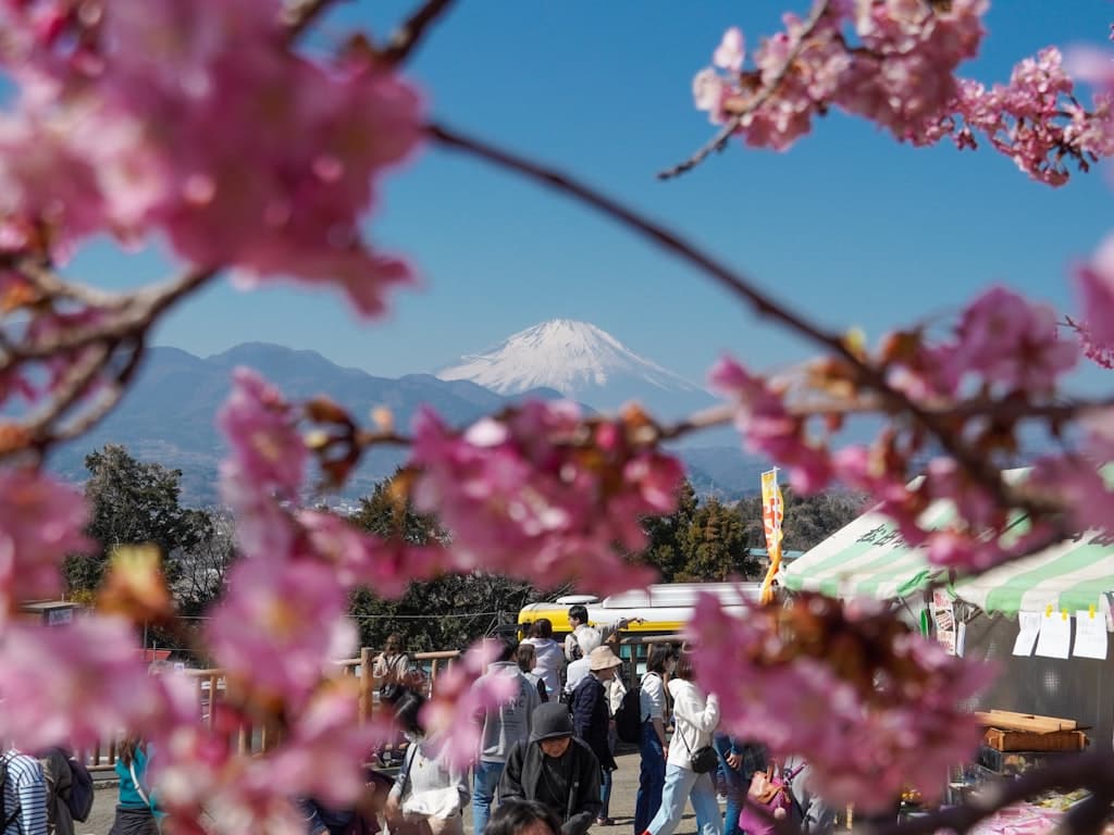 Panduan Acara Musiman di Jepang: Hanami, Matsuri, dan Lainnya